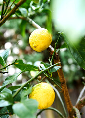 Garden Lemons