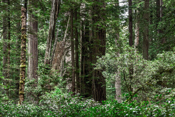 Fototapeta na wymiar Redwoods Naional Park 01