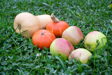 Fall harvest on the grass in the garden. Butternut squash, orange pumpkin, apples. Autumn vitamins