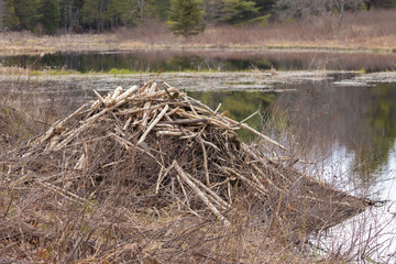 Fototapeta premium beaver lodge