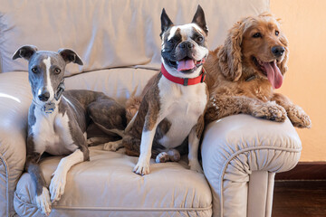 Three dogs ,  Boston terrier, Cocker spaniel, Whippet on a large white chair