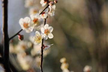 白梅の花