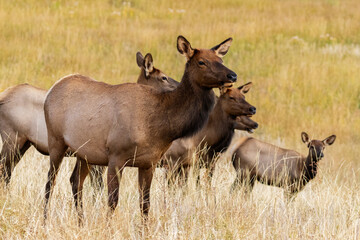 Obraz premium Elk in Rocky Mountain National Park