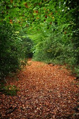 path in autumn forest