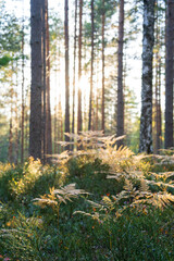 Autumn natural colors in pine forest, sun rays shine through withered yellowed fern at sunset. Sunlight through tree trunk. Fall time, change of seasons concept. 