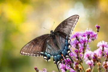 butterfly on a flower