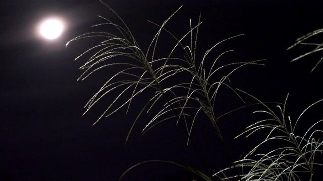 Tokyo,Japan - September 24, 2021: Japanese pampas grass or Miscanthus sinensis or maiden silvergrass or zebra grass or susuki and the moon
