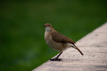 bird