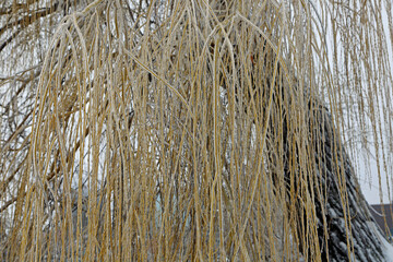 Weeping willow frozen branches - Toledo, Ohio
