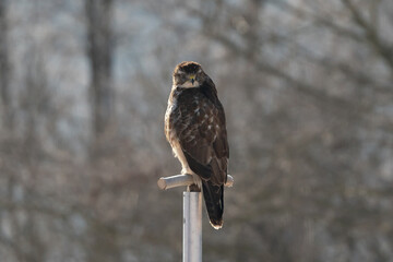 bussard im flug
