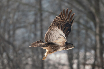 bussard im flug