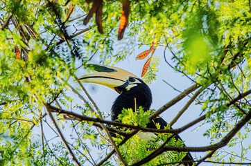 The hornbill was staring into the distance