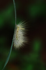 moth caterpilar like a dandelion