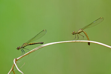 Two female Libellago lineata