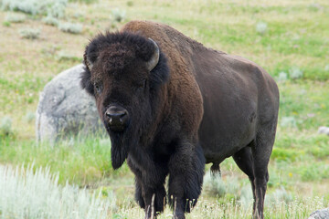 Bison looking into camera