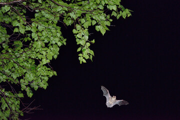 森の中を飛翔するキタクビワコウモリ（北海道・知床）
