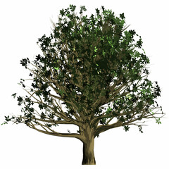 樫の木 2