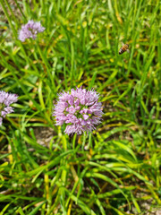 top view Chives with Flowers. 