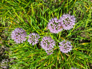 top view Chives with Flowers. 