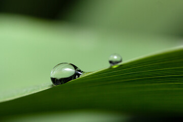 Big beautiful drops of rain water on green macro. In the morning dewdrops shine in the sun. Tree leaf in nature. natural background
