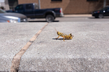 plague of crickets, a closeup shot of a yellow grasshopper sitting on brick under the sun, 