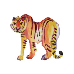 Watercolor hand drawn abstract tiger wild cat isolated on white background. Chinese symbol new year. Orange animal with black stripes. Creative clipart for christmas, celebration, invite, wrapping