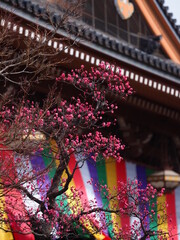 お寺の境内に咲いている梅の花
