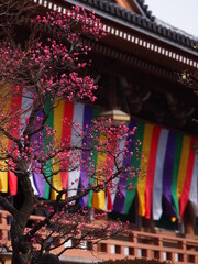 Naklejka premium お寺の境内に咲いている梅の花