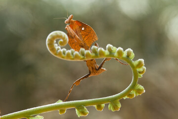 Deroplatys Truncata Original Mantis from Borneo Island