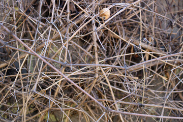 messy pattern with an irregular texture from tangle of dry branches and little wild sticks for a background	