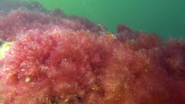 (Callithamnion corymbosum), is a genus of red algae in the family Ceramiaceae (Rhodophyta), Black Sea