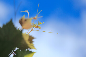 grape leaves against the background of blue sky on a sunny morning