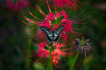 Fototapeta na wymiar 赤い彼岸花の蜜を吸うアゲハ蝶