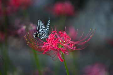 赤い彼岸花の蜜を吸うアゲハ蝶