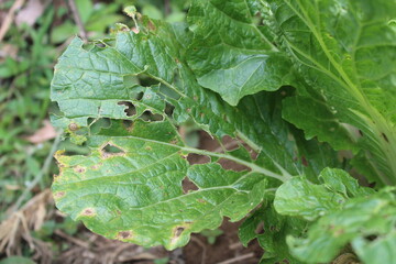 mustard greens in the garden that are dry and eaten by pests fail to harvest