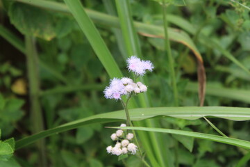 fresh green beautiful wildflowers suitable for typography background