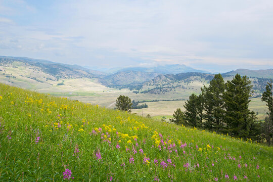 Mountain meadow wildflowers