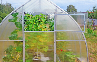 Fragment of a greenhouse with an open window