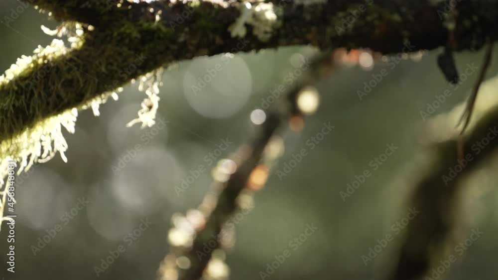 Aufkleber sunshine on tree branches with lichen and moss in forest after the rain. selective focus