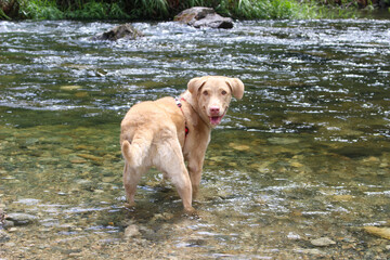 川で遊ぶレトリバー犬