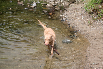 川で遊ぶレトリバー犬