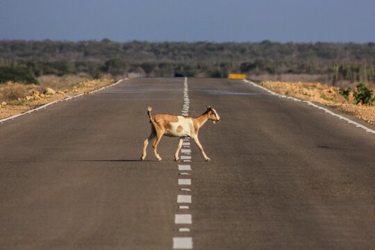 Cuidado, paso de cabras