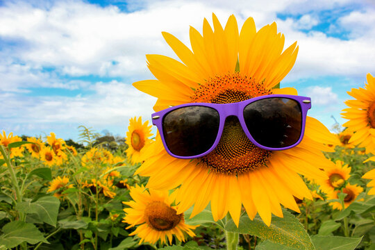 Sunflower time