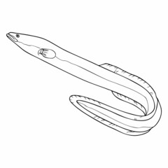 silver eel sketch vector illustration