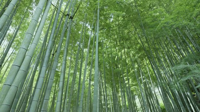 4K・Bamboo Forest