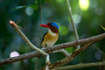  bird in the tree.in natural.in forest.Banded Kingfisher