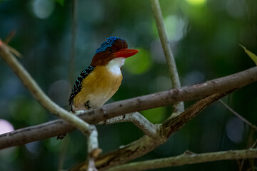 Banded Kingfisher in the tree