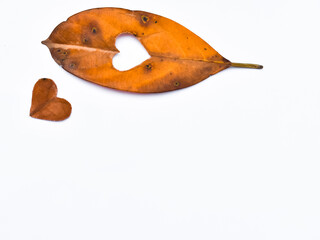 Autumn leaf with cut heart on isolated white background. Valentine's day concept. Flat lay.