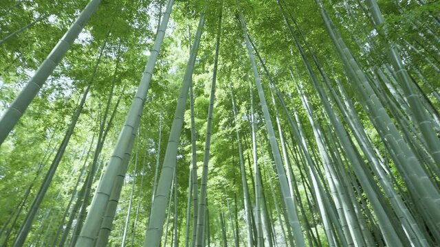 4K・Bamboo Forest
