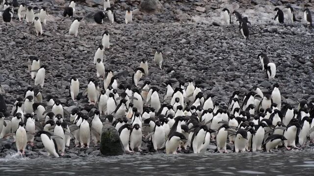 Adelie Penguins walk along beach